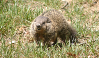 Groundhog Day the Film vs. Groundhog the Animal