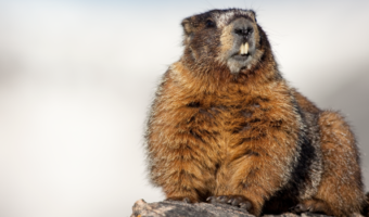 In honor of Groundhog Day, we wanted to take a close look at the oral health and teeth of groundhogs. Groundhogs, also called woodchucks, whistle-pigs or land beavers, are rodents belonging to the group of large ground squirrels called marmots living in the lowland regions of parts of North America