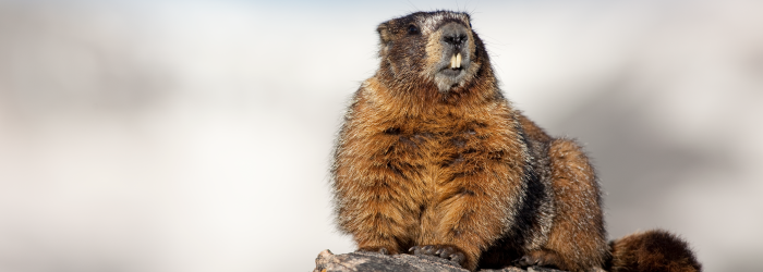 In honor of Groundhog Day, we wanted to take a close look at the oral health and teeth of groundhogs. Groundhogs, also called woodchucks, whistle-pigs or land beavers, are rodents belonging to the group of large ground squirrels called marmots living in the lowland regions of parts of North America