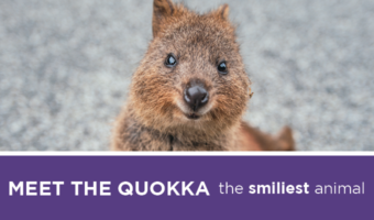 Whether you need a reason to smile or facts to impress your friends, keep reading to learn more about the famous quokka, which is considered to have the best smile in the animal kingdom.