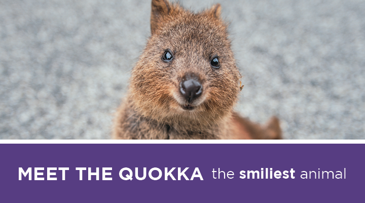 Meet the Quokka: The Most Smiley Animal in Honor of National Smile Month