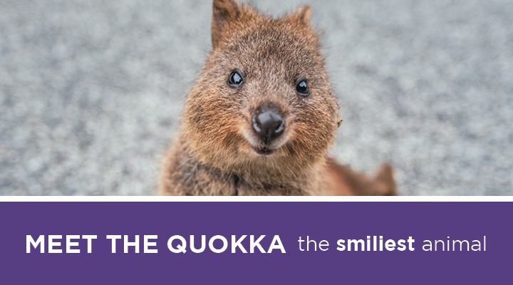Whether you need a reason to smile or facts to impress your friends, keep reading to learn more about the famous quokka, which is considered to have the best smile in the animal kingdom.