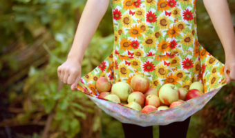 Numerous apples in a pile held in the floral-print apron of a young apple picker.