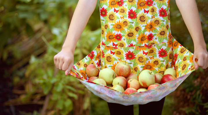 Numerous apples in a pile held in the floral-print apron of a young apple picker.